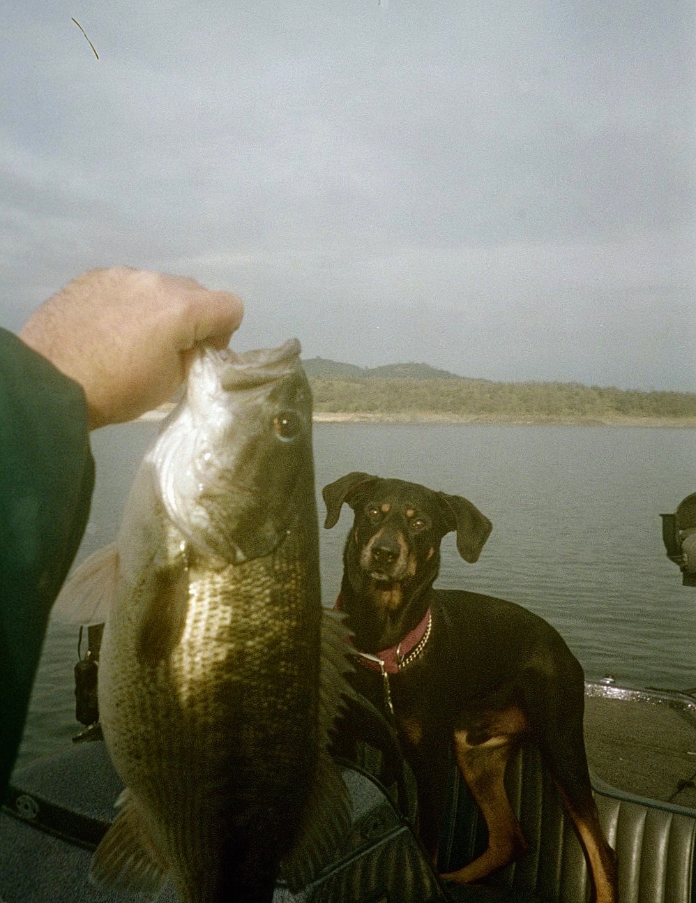 He was a Fishing Dog – Christine's Blog